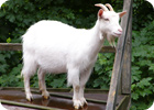 Stanley Gibson :: Goat